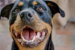 rottweiler information