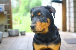 rottweiler information