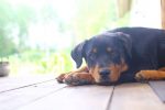 rottweiler information