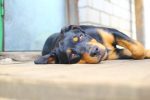 rottweiler facts