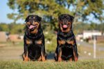 rottweiler facts