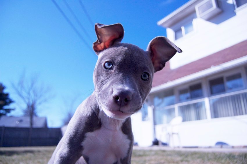 20 pit bull facts that will change the way you think about the breed.