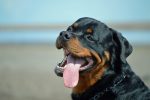 rottweiler information