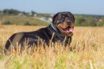 rottweiler information