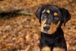 rottweiler information