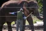 worst zoos for elephants