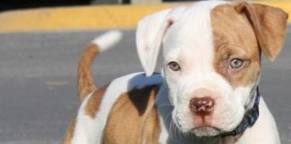 pit bull facts