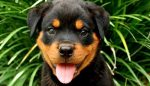 rottweiler facts