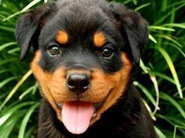 rottweiler facts