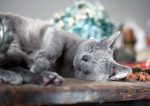 russian blue cat hypoallergenic
