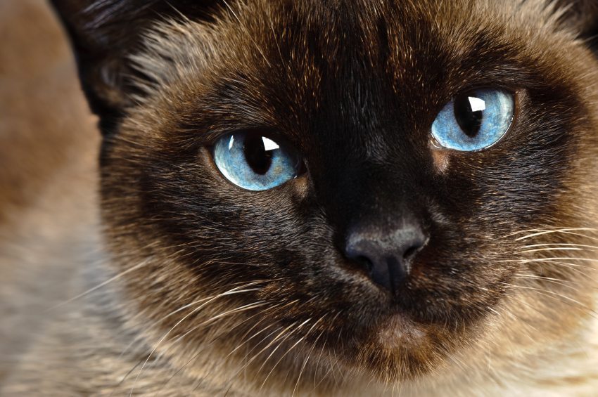 Siamese Cat Hypoallergenic Wagbrag Pet Wellness Health Rescue And Adoption