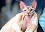 sphynx cat hypoallergenic