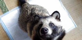 tanu japanese raccoon dog