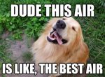 funny dog memes