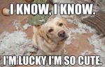 funny dog memes