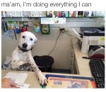 funny dog memes