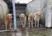turkey dogs, golden retriever rescu