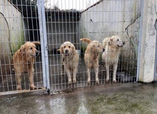 turkey dogs, golden retriever rescu