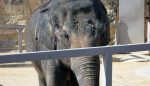 worst zoos for elephants