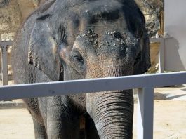 worst zoos for elephants