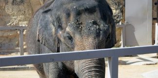 worst zoos for elephants