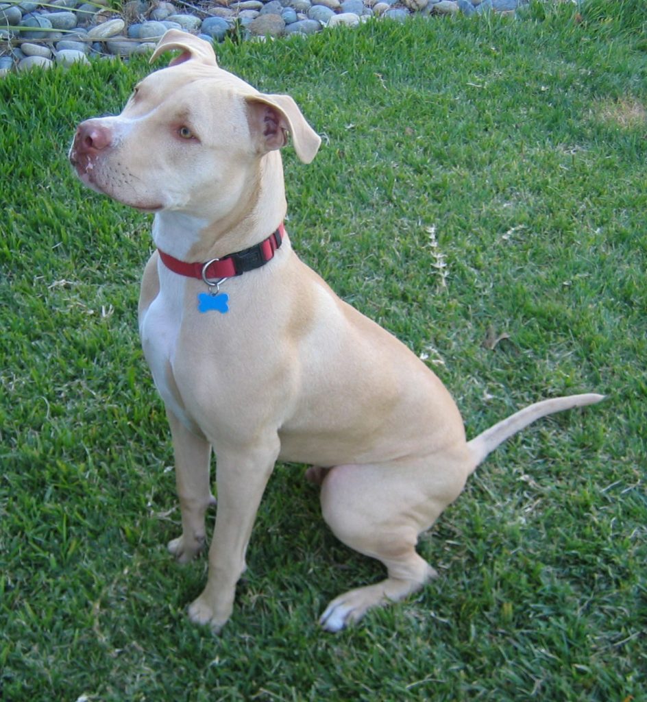 american pit bull terrier, 