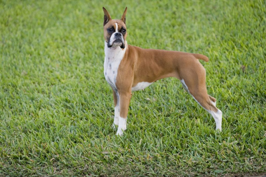 boxer, dogs that look like pit bulls