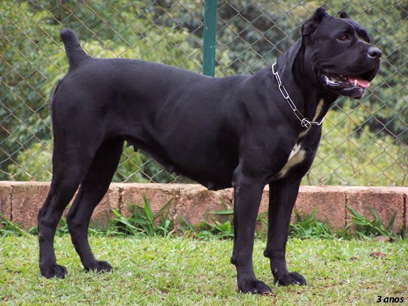 are cane corsos like pit bulls