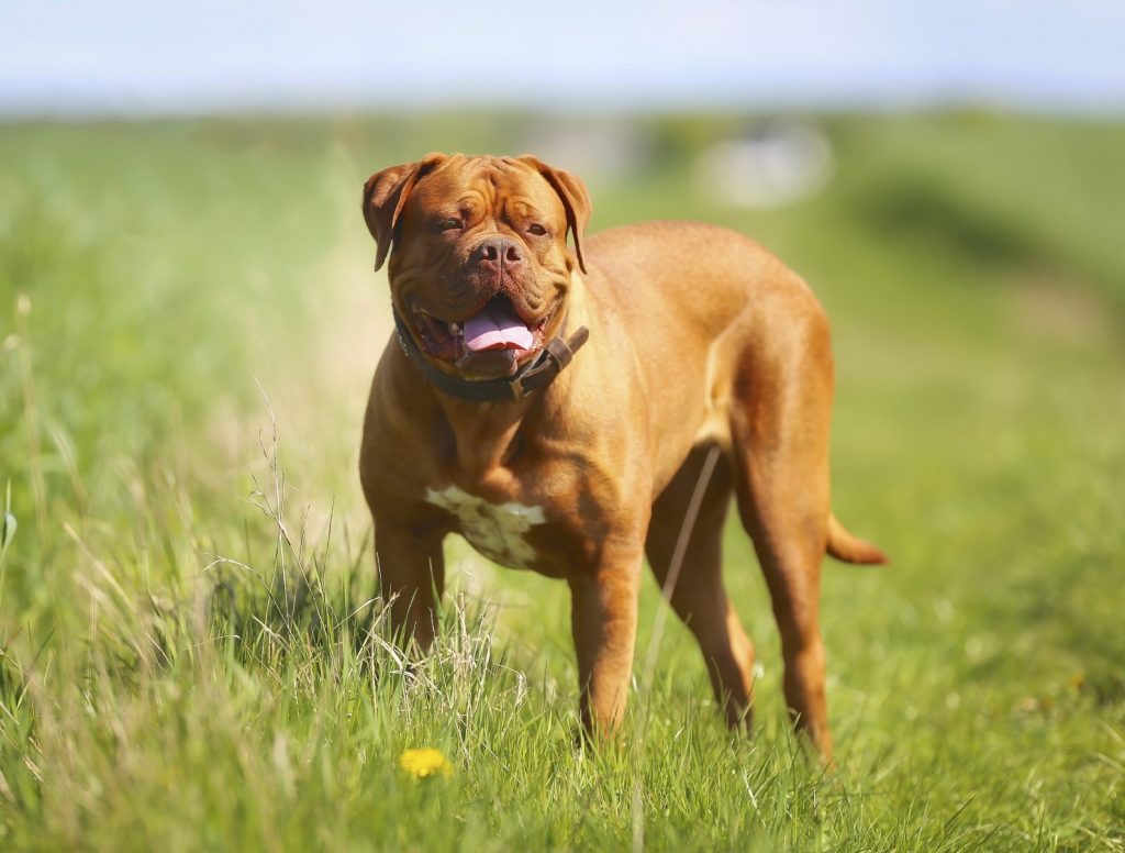 Dogue de Bordeaux, dogs that look like pit bulls