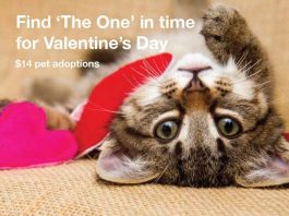 pet adoptions, lifeline animal project, fulton county animal shelter, dekalb county animal shelter