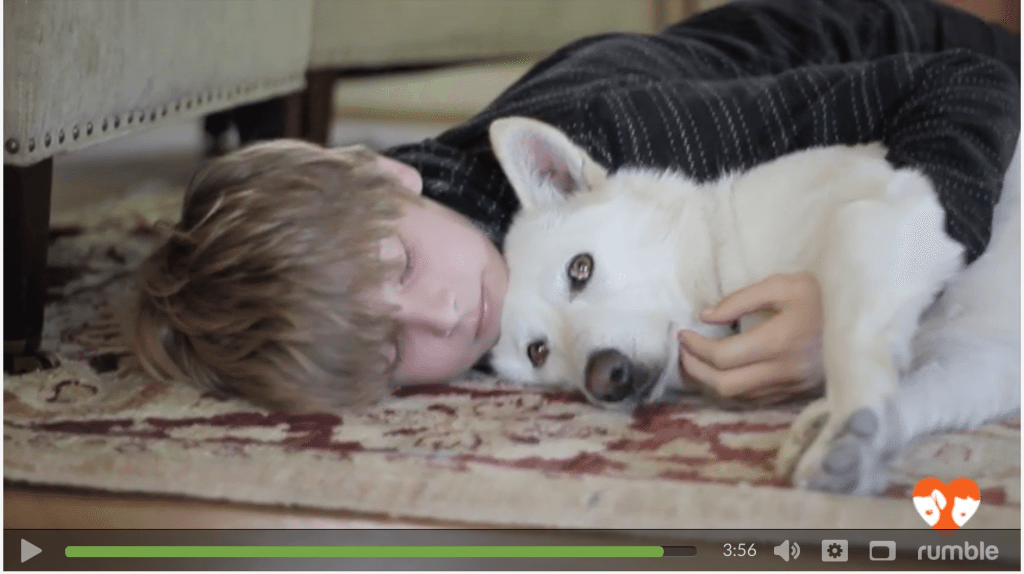 dog video, german shepherd rescued