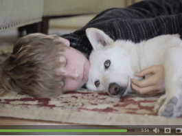 dog video, german shepherd rescued