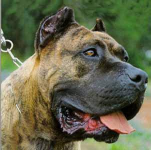 presa canario, dogs that look like pit bulls