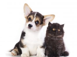 TLC Pet food offer, TLC dog food, TLC cat food, pet food review