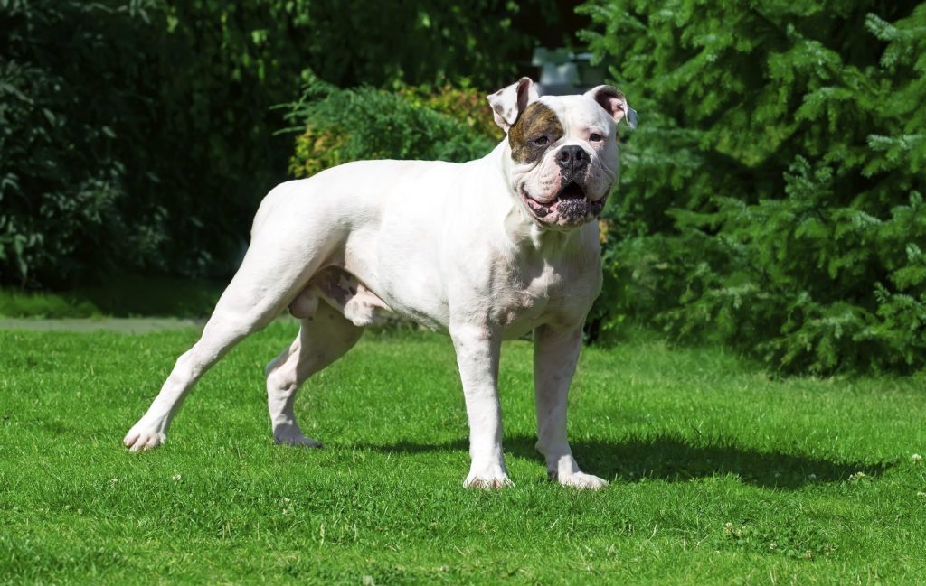 american bulldog, dogs that look like pit bulls