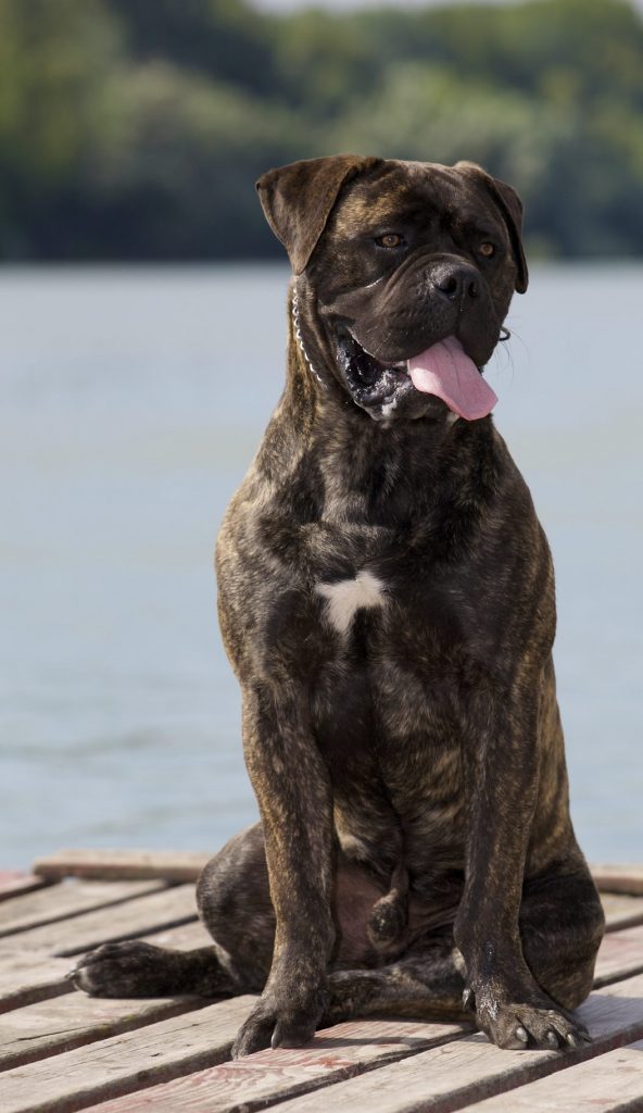 bullmastiff, dogs that look like pit bulls