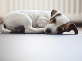 pain in dogs, dog in pain, dog pain symptoms,why my dog wont sleep