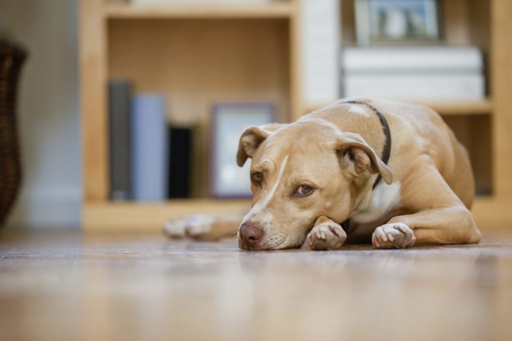 dog in pain, dog pain symptoms, signs your dog is in pain