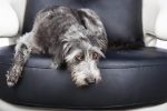 Dog Laying On furniture With Pawprint