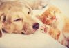 dog owners happier than cat owners