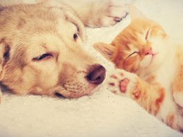 dog owners happier than cat owners