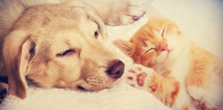 dog owners happier than cat owners