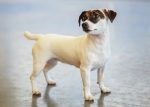 Dog jack russel terrier