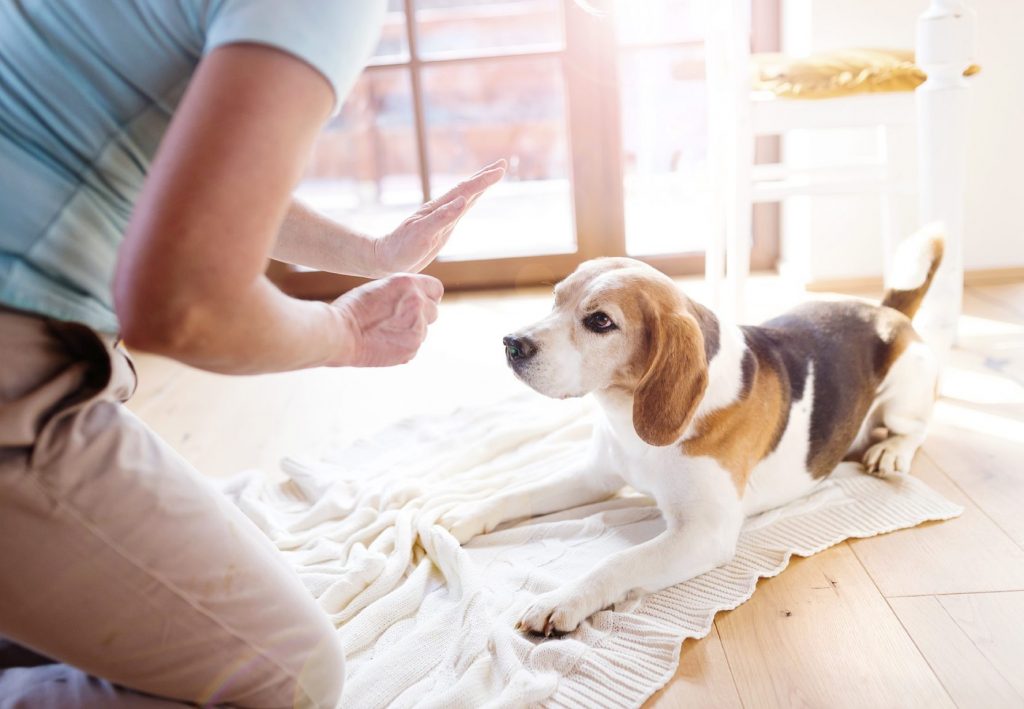 dog training methods, positive reinforcement