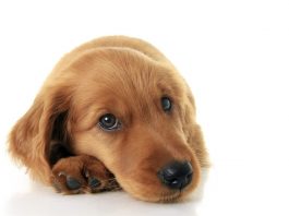 dog training, positive reinforcement