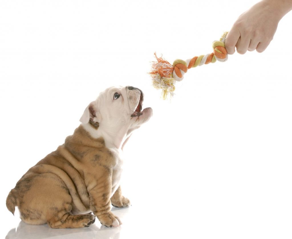 positive reinforcement dog training,