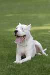 dogo argentino