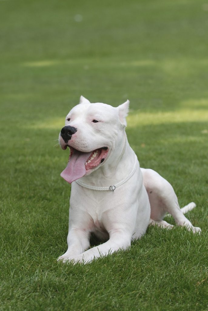 dogo argentino, dogs that look like pit bulls