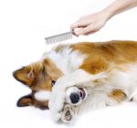 Funny dog showing fear of grooming