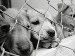 puppy mill facts